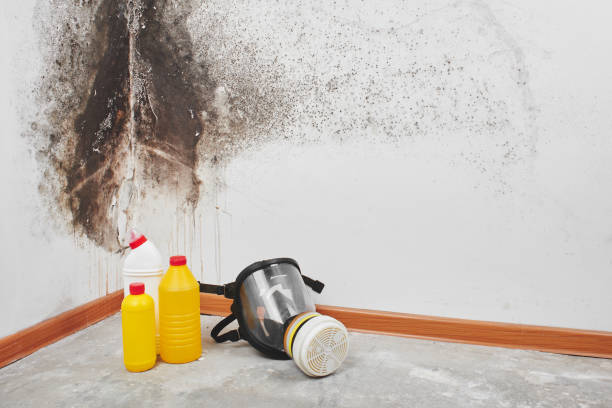 Best Attic Mold Removal  in Peru, IL