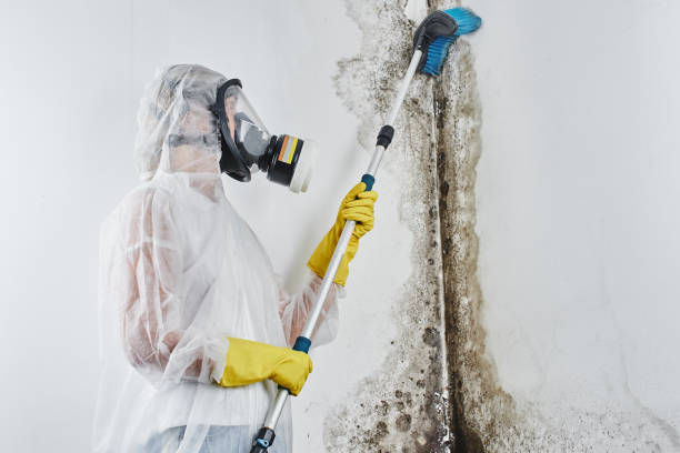 Best Certified Mold Removal  in Peru, IL