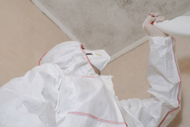 Attic Mold Removal in Peru, IL