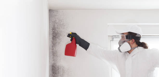 Home Mold Removal in Peru, IL