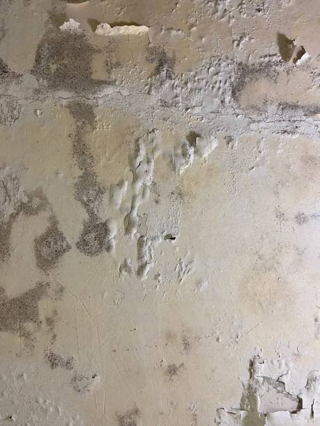 Best Affordable Mold Removal  in Peru, IL