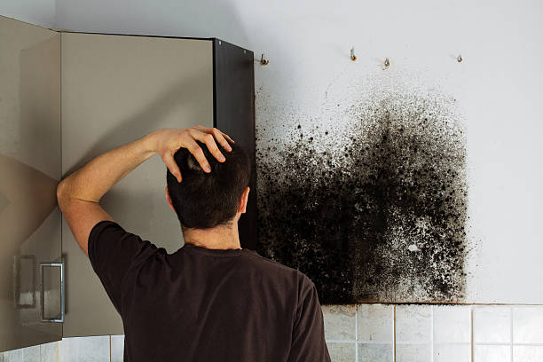Mold Testing and Removal in Peru, IL